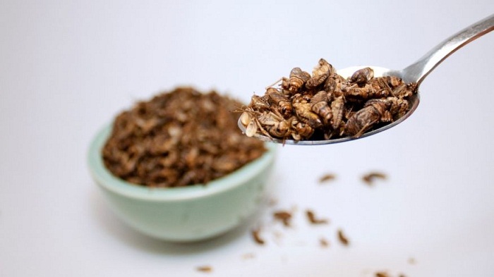 It`s as healthy to eat bugs as it is to eat steak, study says 